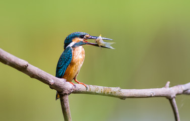 common kingfisher  on branch with fish