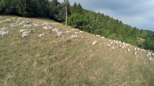 A lot of sheep graze in a nature