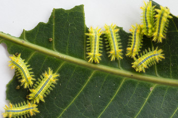 Row of caterpillar eating leaf.
