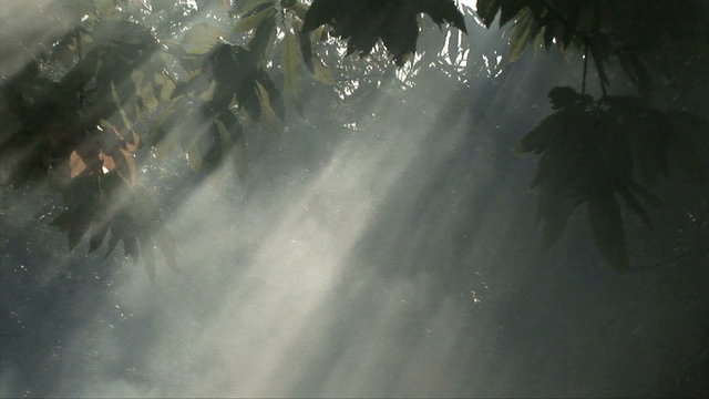 Smoke in the forest.