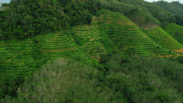 Aerial view Rubber tree plantations mangrove forests, Thailand,