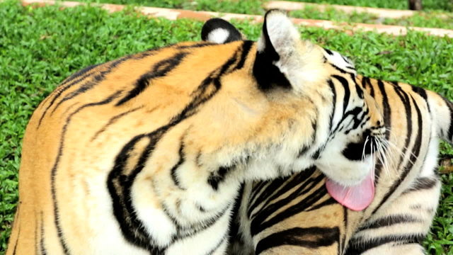 Tiger grooming itself, Southeast Asia