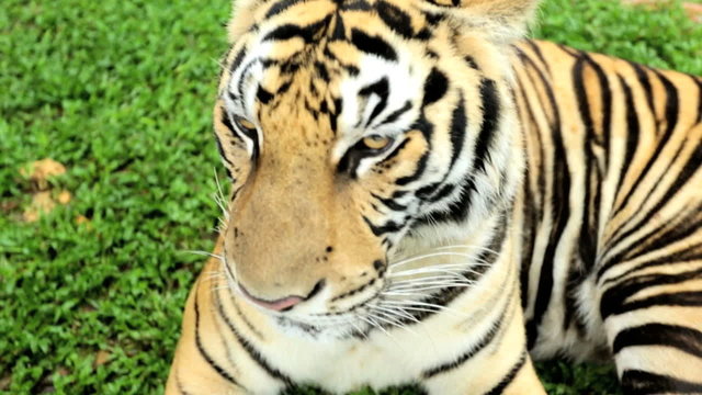 Majestic Tiger, Southeast Asia