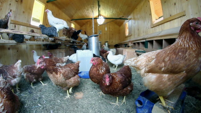 Group of old chickens in their hut