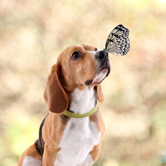 Colorful butterfly sitting on dog's nose on autumn background