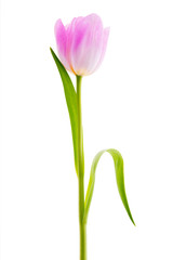 Pink Tulip solitaire - Isolated On White