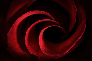 Red Rose Petals Macro - Abstract - 77428159