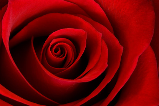Fototapeta Vibrant Red Rose Close Up Macro - Abstract