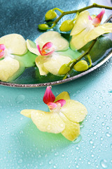 Beautiful orchid flowers in water close-up