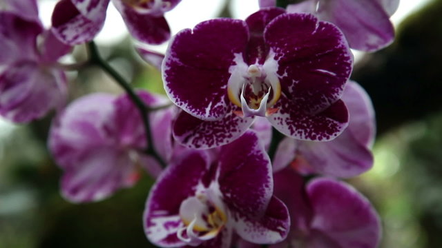Close up of a beuatiful purple orchid's blossom