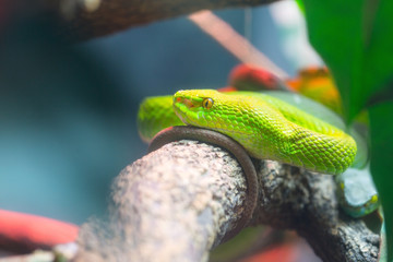 .Big-Eyed Pit Viper