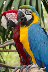 Couple of the colorful macaw