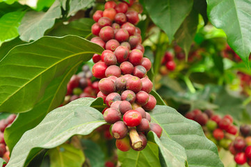 Coffee beans on branch of coffee tree
