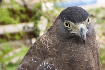 Graceful hawk looking for his prey