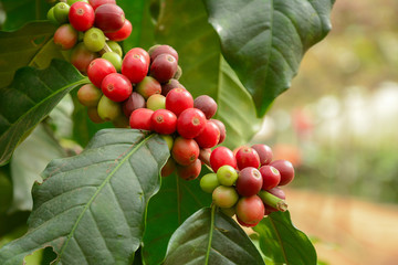 Fresh coffee beans on branch of coffee tree