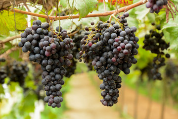 Grape clusters hanging on the vine