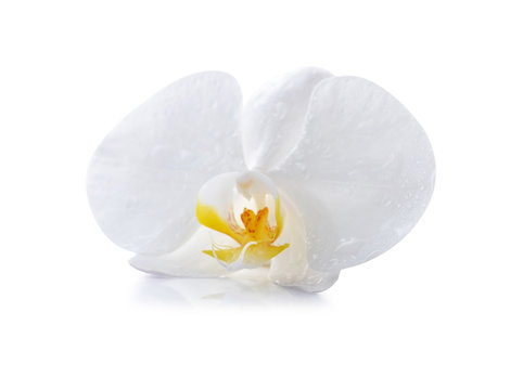 Fototapeta White orchid isolated on white