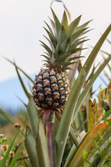 Pineapple tropical fruit