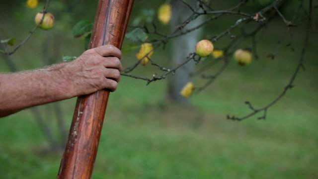 HD1080p: Close up of an older man clibing ladder and picking apples