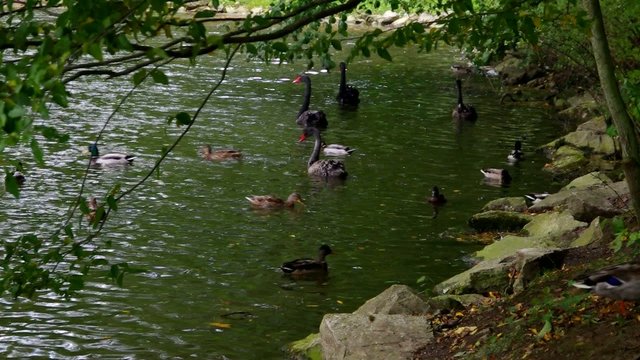 Schwan schwarz vid 02