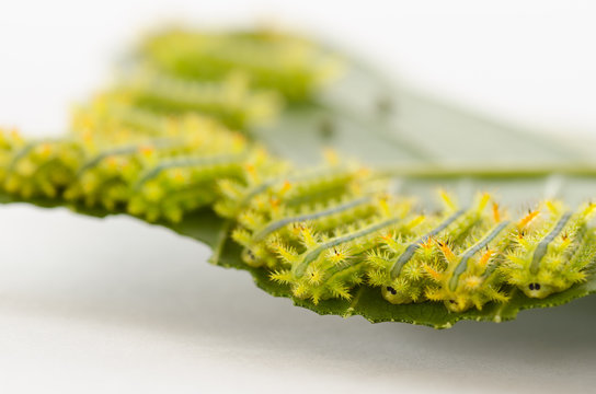 Row of caterpillar eating leaf.