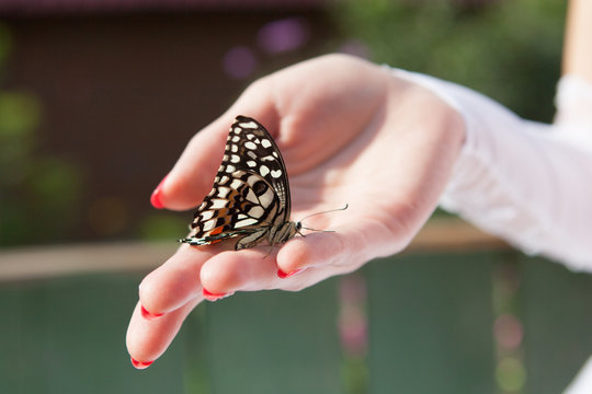 Hand of a bride with a buttefly