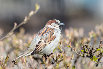 sparrow on a branch closeup