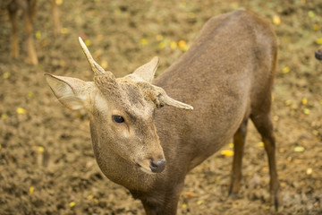 Male deer with Strange horn in the zoo ,Thailand
