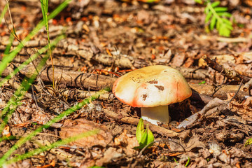 Mushroom on ground