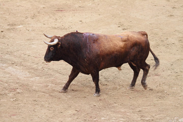 Spanish Bull