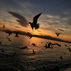 seagulls flying at sunset