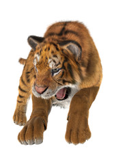 Obraz na płótnie Canvas Hunting Tiger
