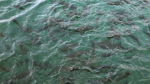 Close up shot of a shoal of fishes and ducks swimming inthe Plitvice lake