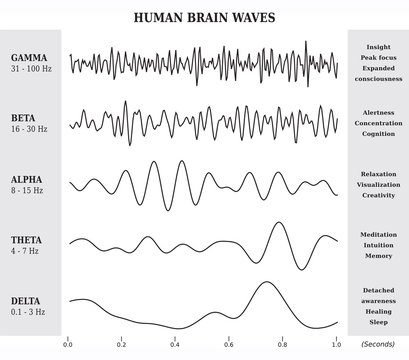 Ondes C&eacute;r&eacute;brales Humaines Diagramme / Illustration Noir et Blanc