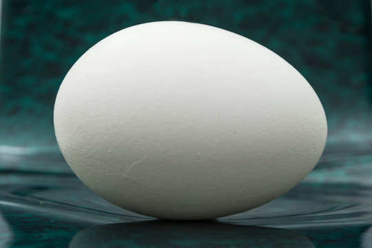Chicken's egg