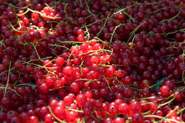 Красная смородина