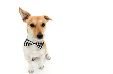 kleiner Hund mit Fliege macht Sitz