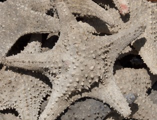 dried starfish