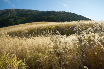 ススキ野