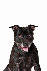 staffordshire bull terrier dog portrait