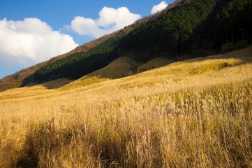 ススキ野