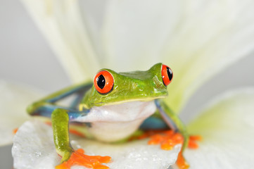 Red eye frog
