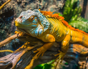 Close-up of a multi-colored male Iguana