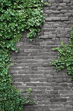Old brick wall covered in ivy © hary_cz