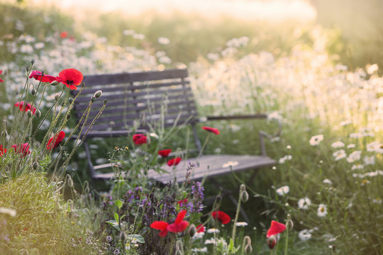 Garden bench in the morning with lens flare