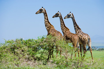 Three giraffes