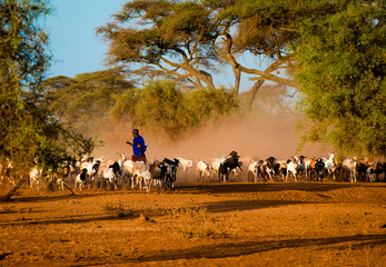 Masai shepherd in Amboseli