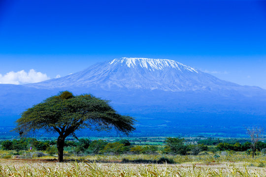 Fototapeta Krajobraz Kilimandżaro