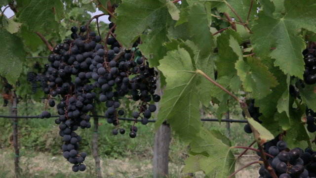 Close shot of grapes, leafs and vines.