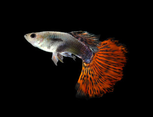 Beautiful Guppy Isolated on Black Background